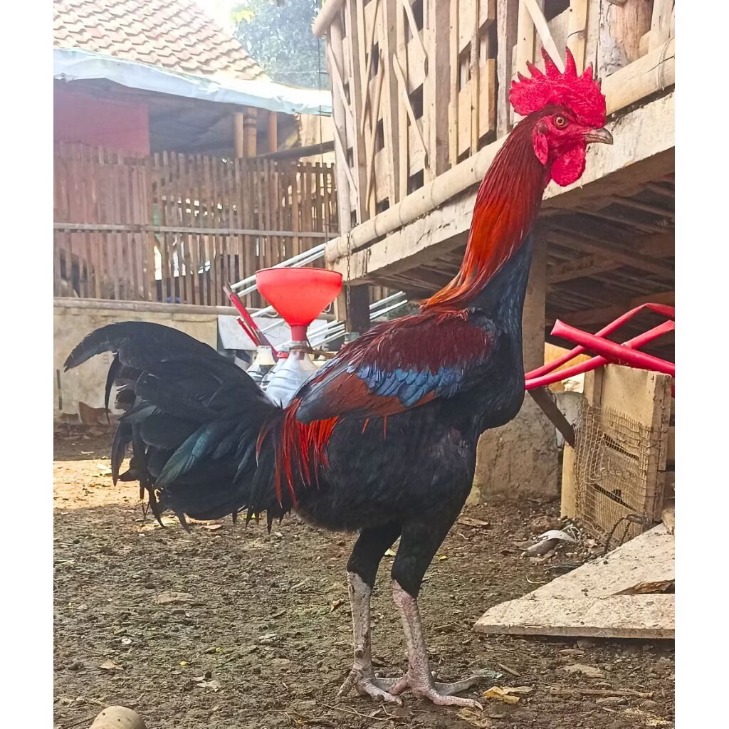 Ayam Pelung Cianjur Asli Indukan Pilihan
