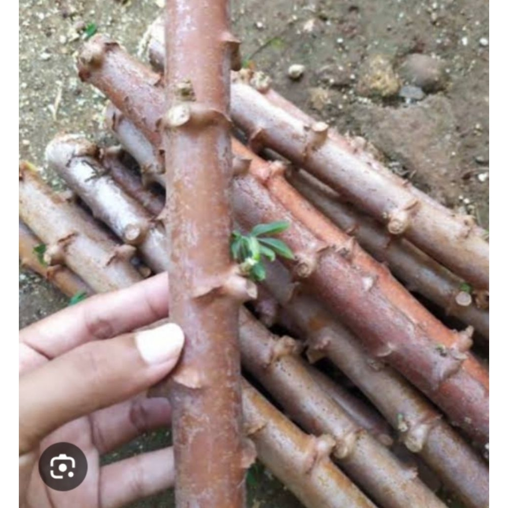 setek bibit ubi kayu 1 ikat isi 10 pcs