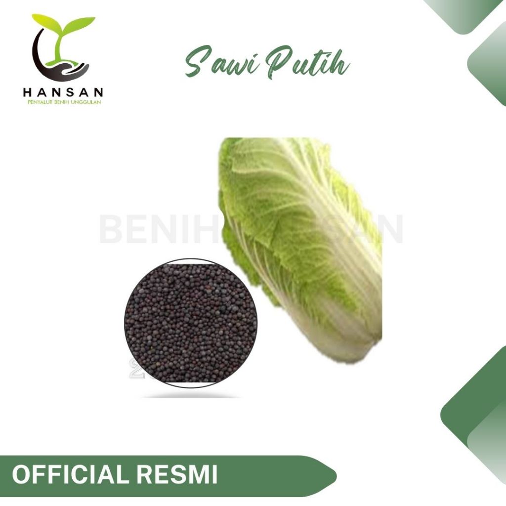 25 Benih Sawi Putih Autumn Sun F1 Dataran Rendah Sayur Slobor Unggul