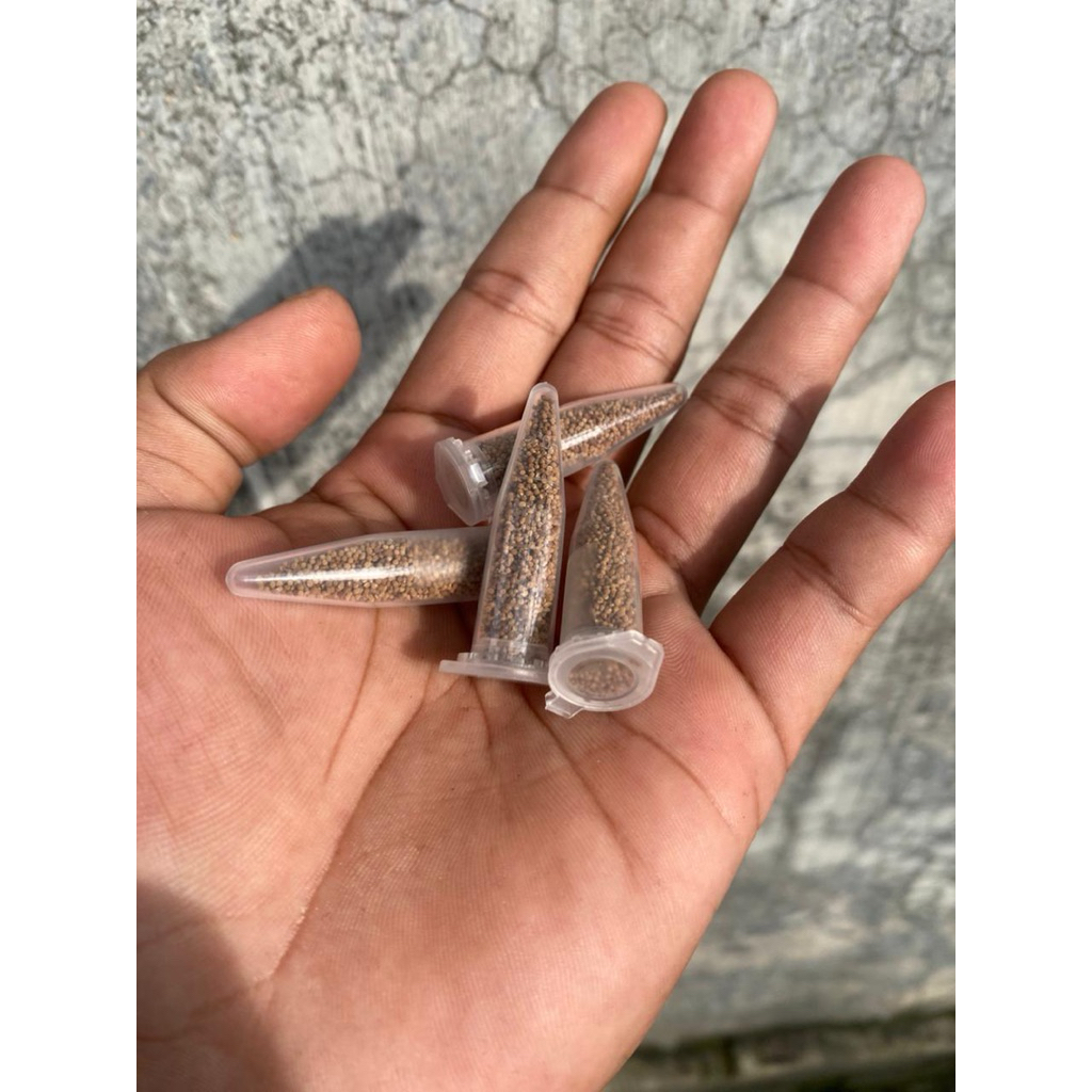 Seed Gymnomihanovici Mix ID | Seed kaktus benih kaktus semai