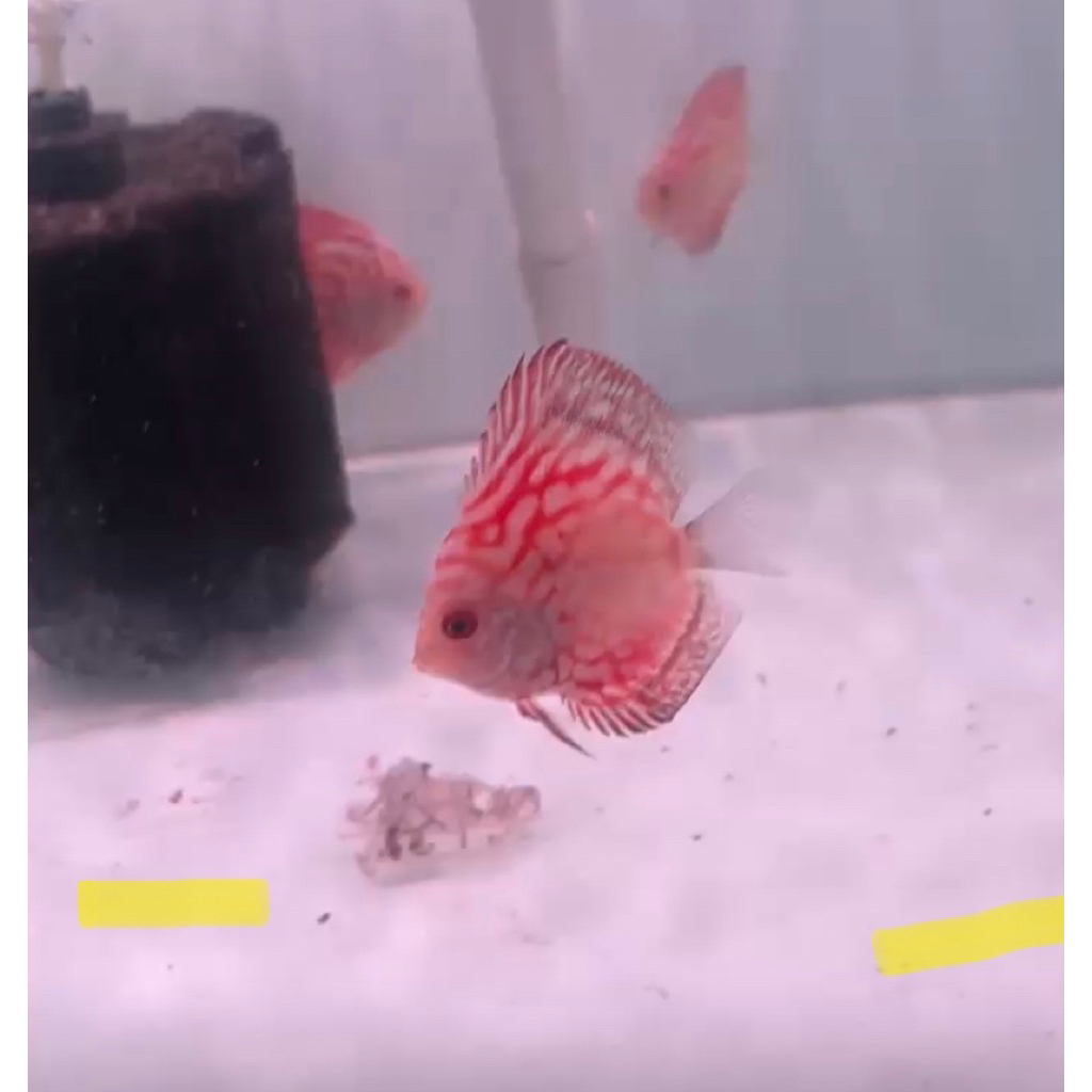 Anakan discus Pigoen Checkerboard(ckb) -+2,5inch