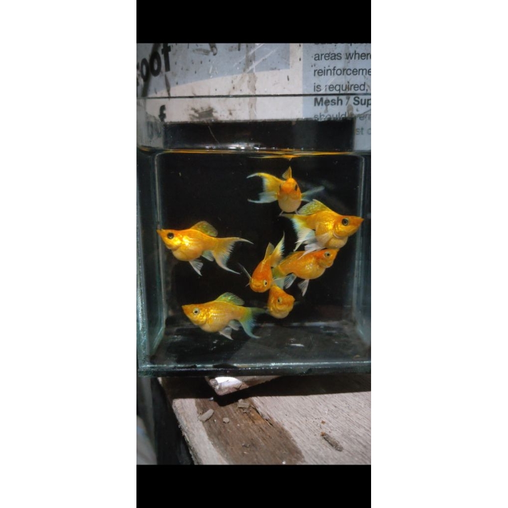 ikan molly gold balon cawang