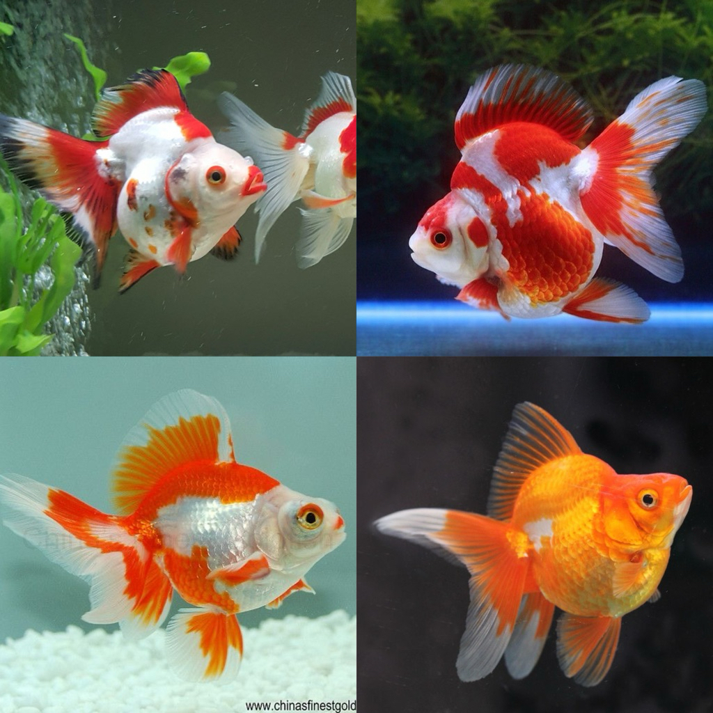 [Chan Aquatic] Ikan Hias Koki Ryukin Red White Goldfish Size M Koki Tosa Merah Putih
