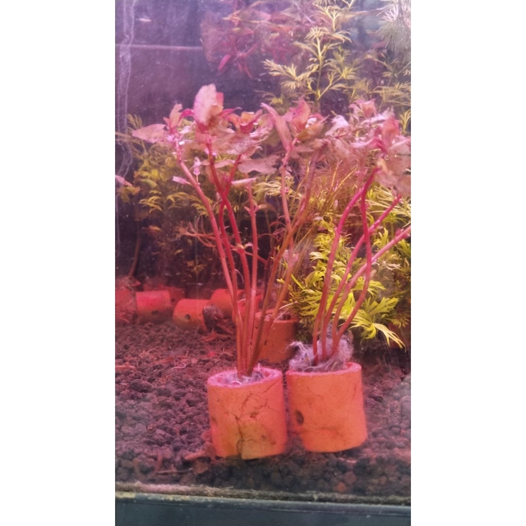 (GOJEK) - HIASAN AQUARIUM / TANAMAN HIDUP UNTUK AQUARIUM