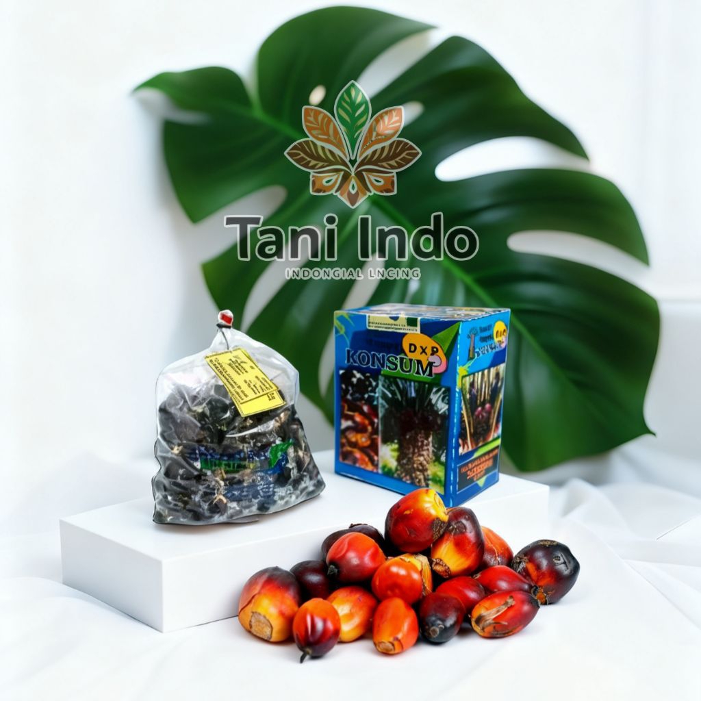 benih kecambah sawit lonsum