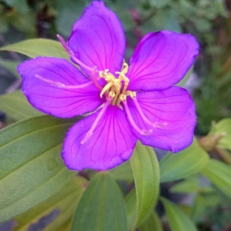 Tanaman Hias Herbal Bunga Senggani — Taibo cina