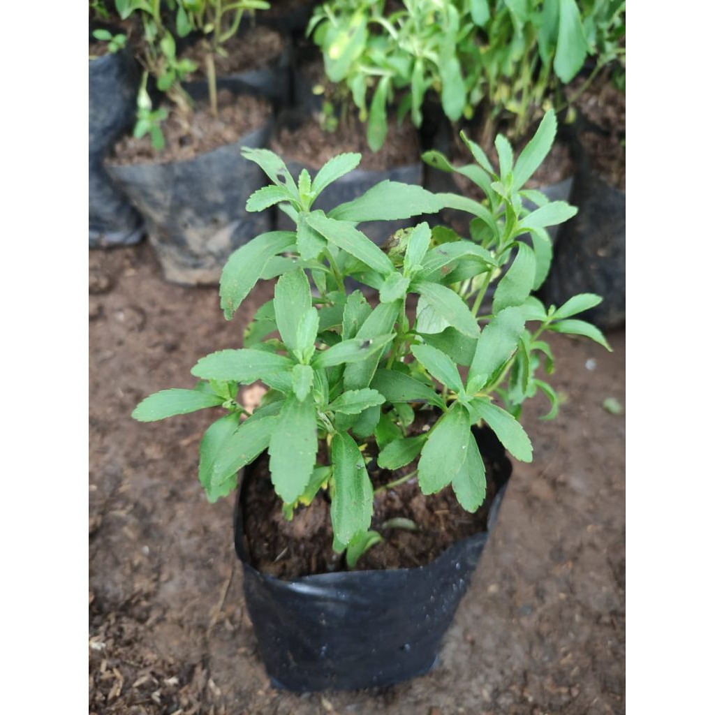 Tanaman Stevia Rimbun | Panda Mulya | Tanaman Stevia Rebaudiana