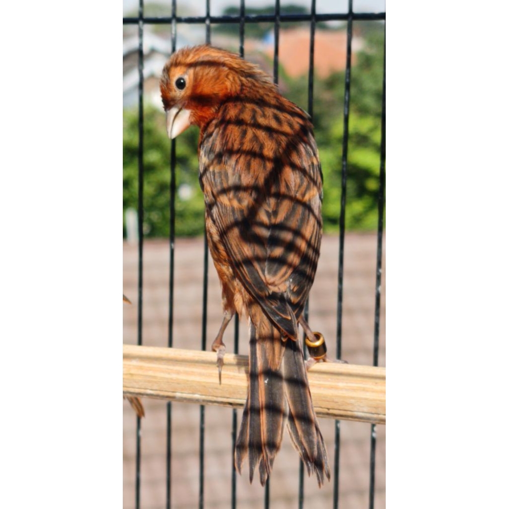 Kenari Paud Black Red lokal jantan Usia 3 bln