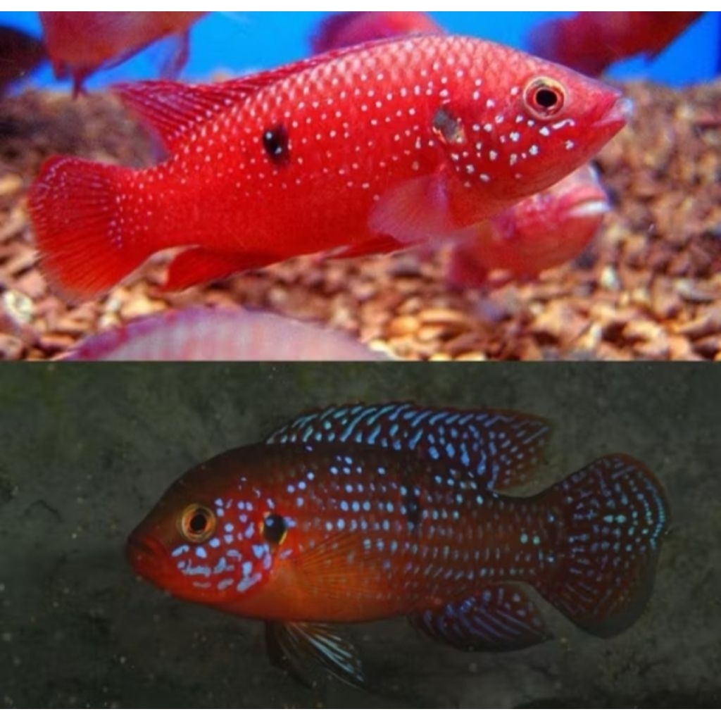 Hiasan Aquarium Red Jewel Cich Size 4-5 cm Hiasan Akuarium |Ikan Hias Bozz Louhan Pekanbaru|
