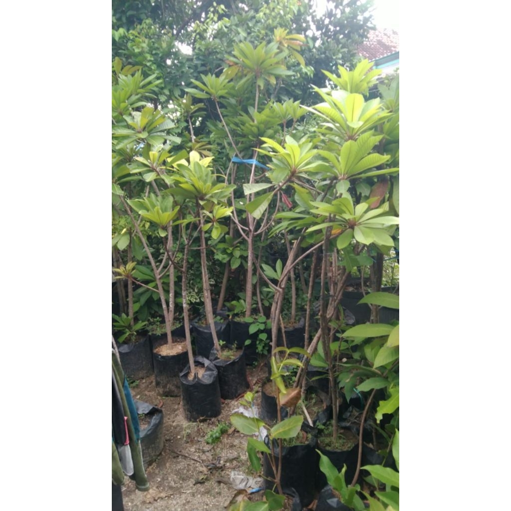 Mamey Sapote - Cangkok