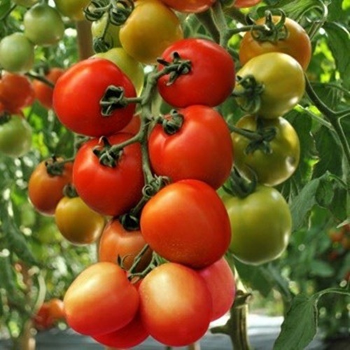 10 Benih Biji Tomat NATAVI F1