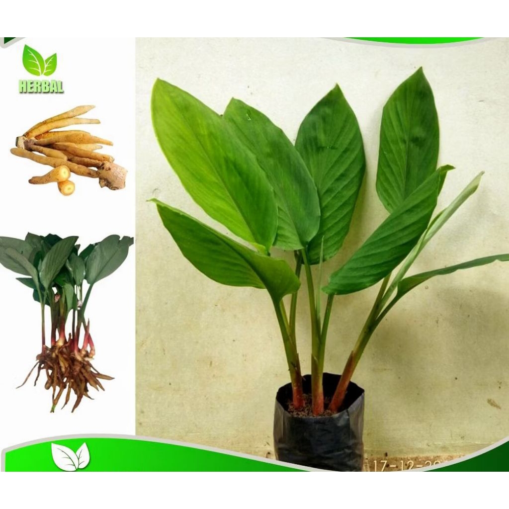 tanaman temu kunci/kunci jamu