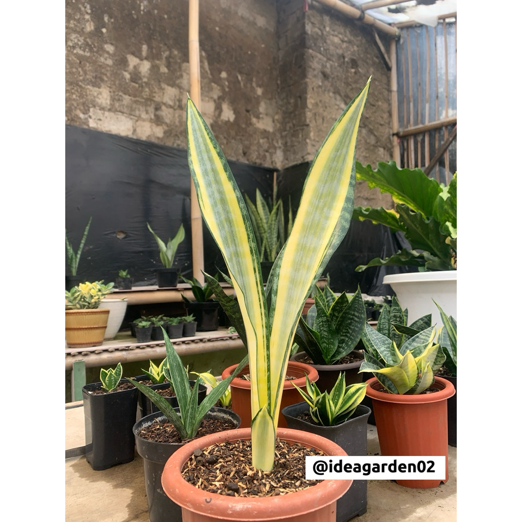 Sansevieria Trifasciata Craigi Mutation/Hendrika Lourenti Tinggi 51cm Ukuran Pot 20cm