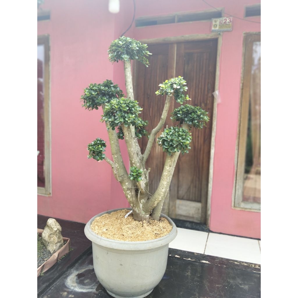 Bonsai Dolar Korea mikro ,Bonsai dolar Korea mikro daun mangkok elegan tanaman bonsai taman dolar Ko