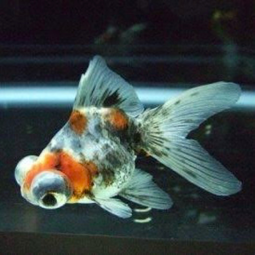 Promo paket isi 2 mas koki demekin tekim pancawarna 5-7cm hiasan aquarium lucu