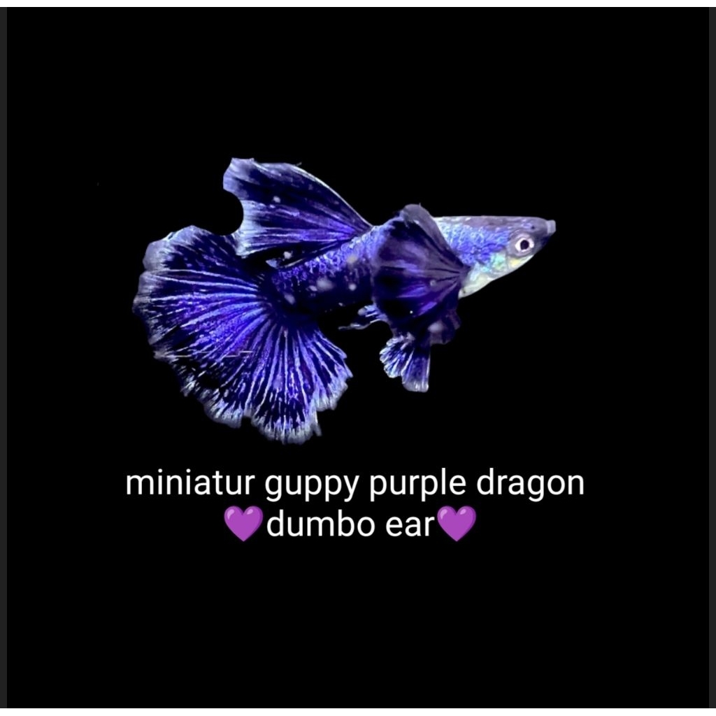 GUPPY PURPLE DRAGON DUMBO EAR(miniatur guppy purple dragon dumbo ear)