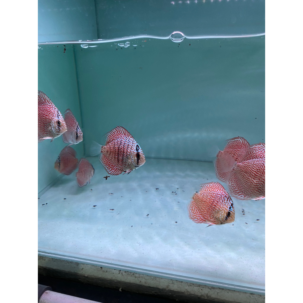 anakan ikan Discus kv/skv -+2inch