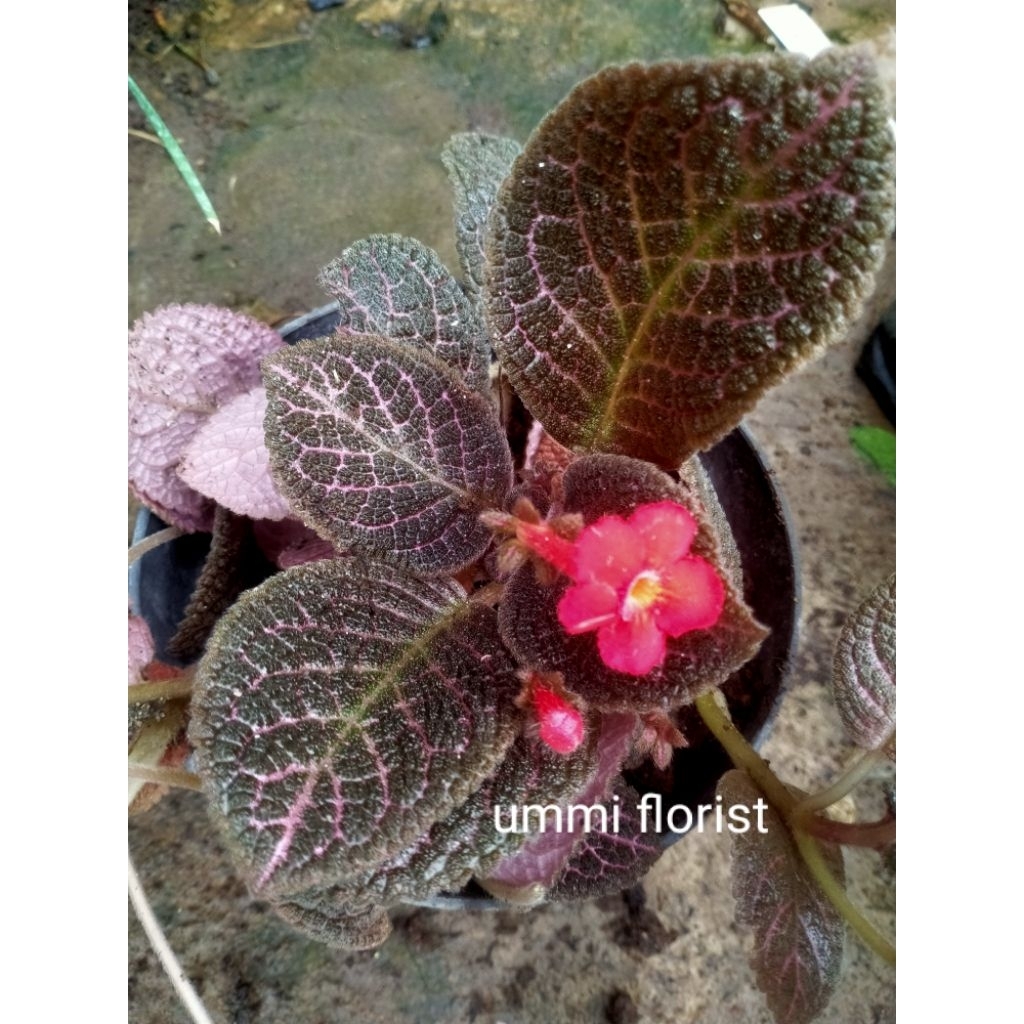 episcia ungu bunga merah