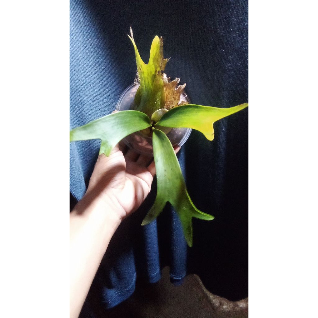 platycerium/kadaka/tanduk rusa