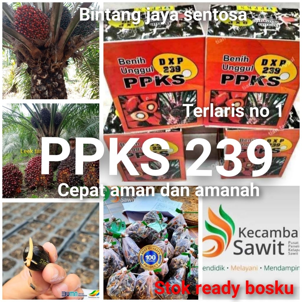 Bibit Benih Kecambah Sawit PPKS 239 asli medan (150 butir)