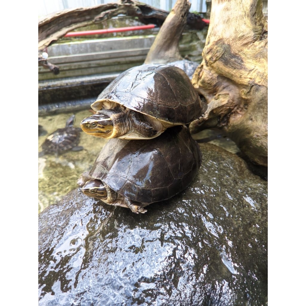 Hiasan Akuarium Kura-Kura Ambon Indukan 15-20 cm, Garansi Hidup, Ukuran 15-20 cm