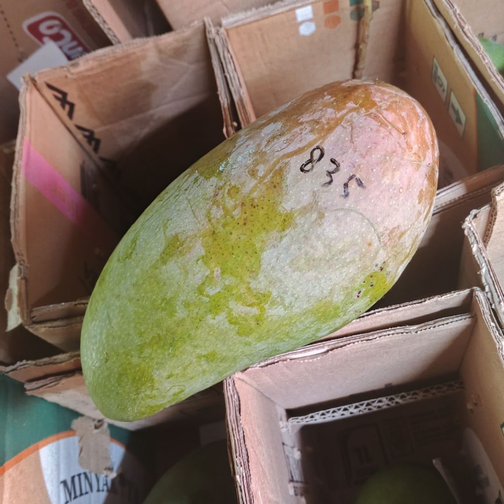 buah mangga kiojay