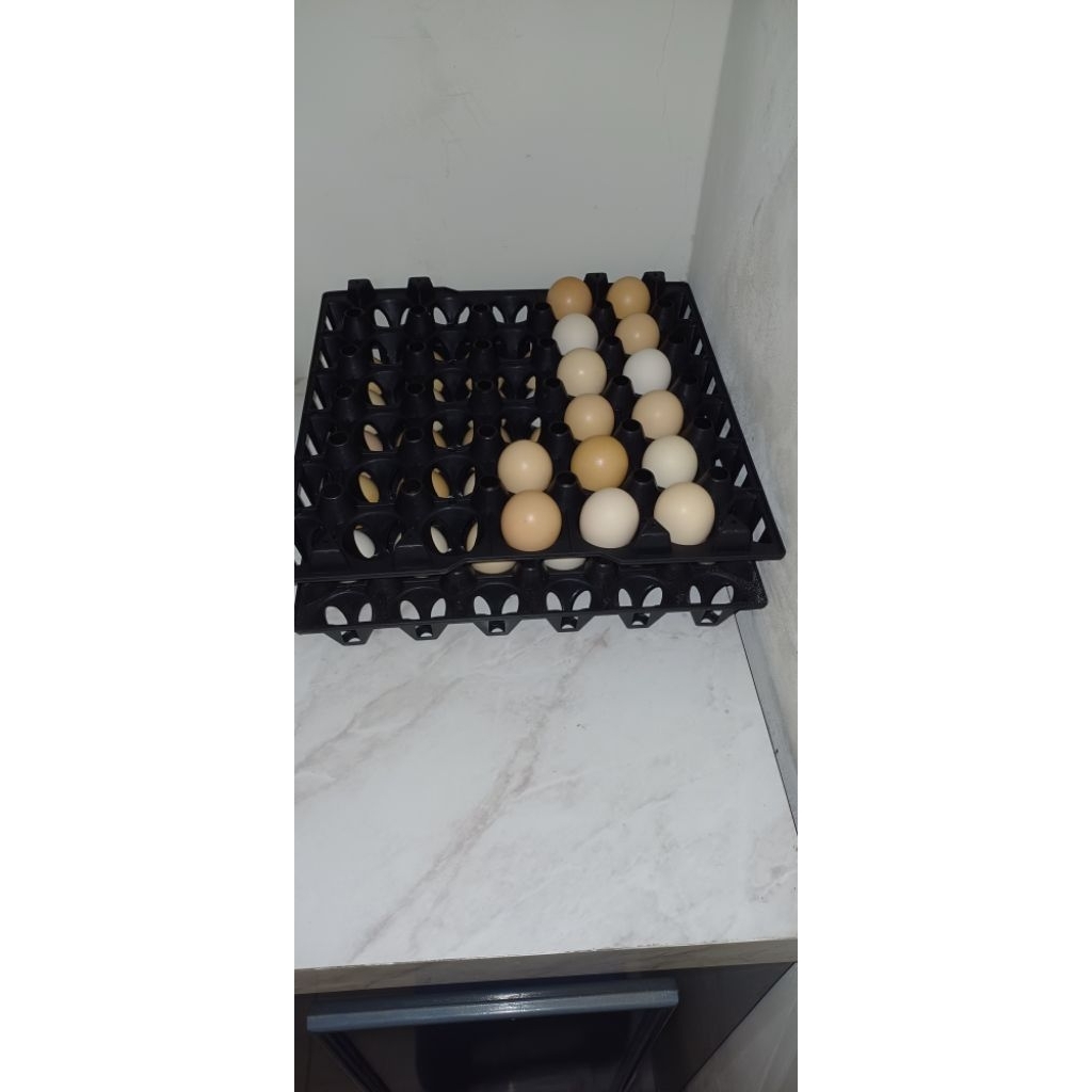 Telur fertil ayam kampung KUB2