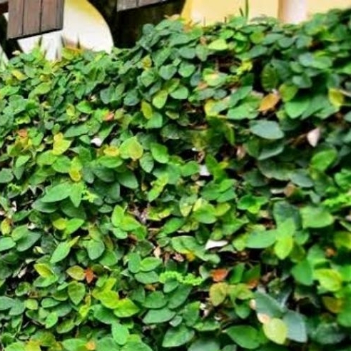 Bosplant - Dolar Rambat Kecil Tanaman Climbing Dollar Daun Kecil Ficus Flexi