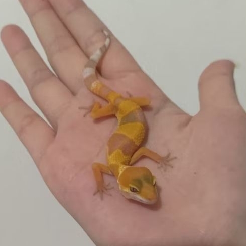 Custom Order Gecko Sunglow ( SUN 25-9 )