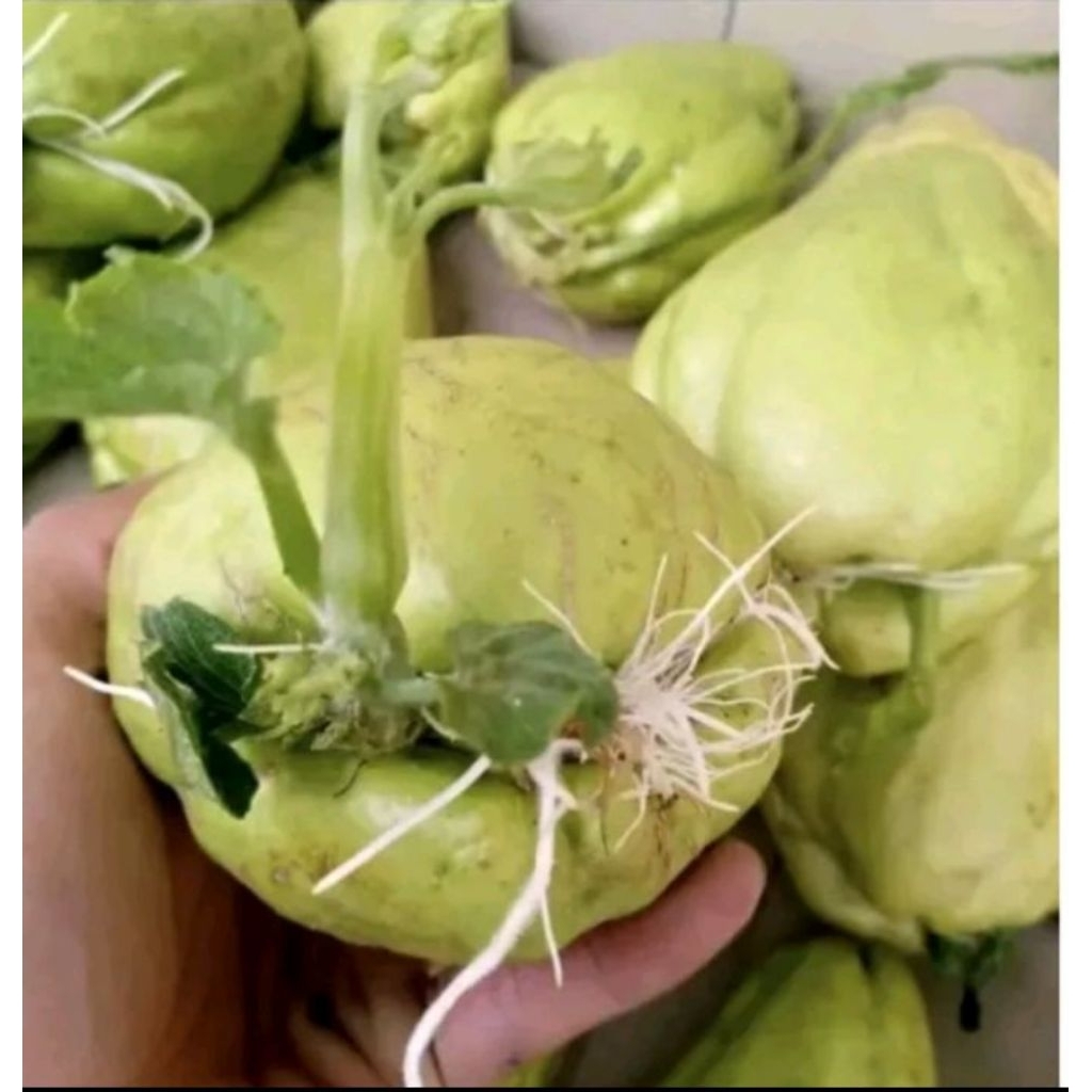 benih waluh siem madu siap tanam udah ada tunas