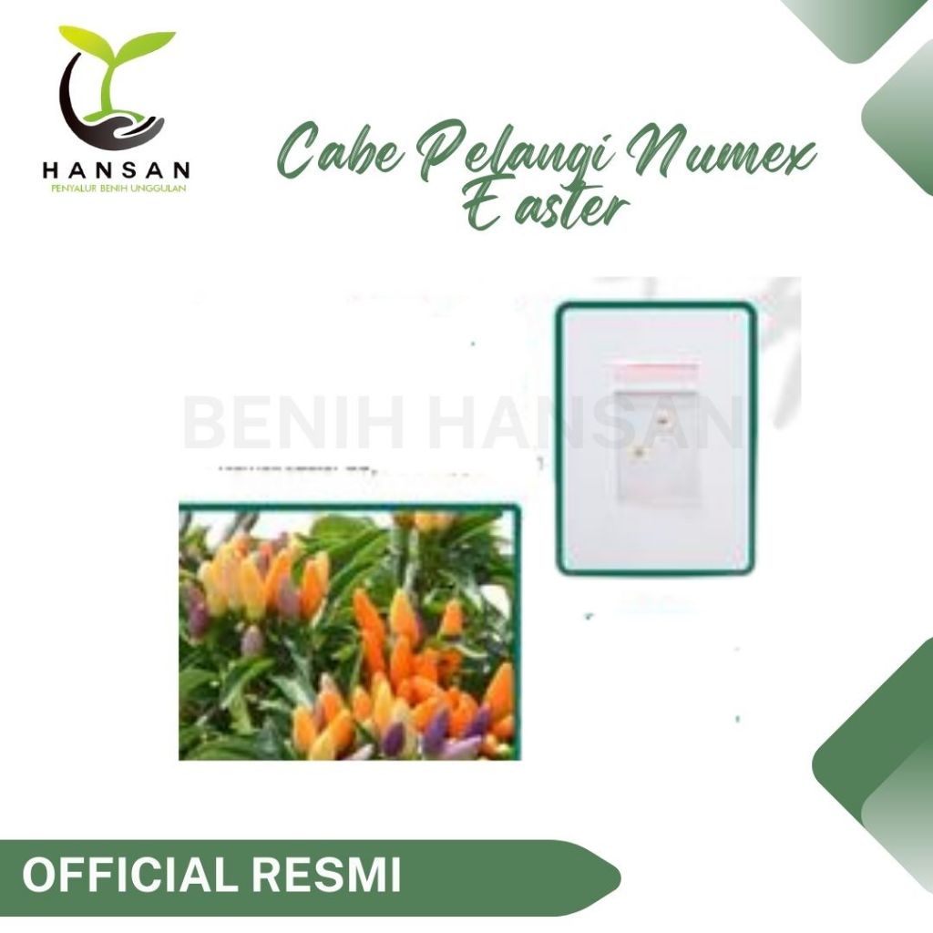 2 Bibit Cabe Pelangi Numex Easter Benih Cabai Hias Rainbow Tanaman