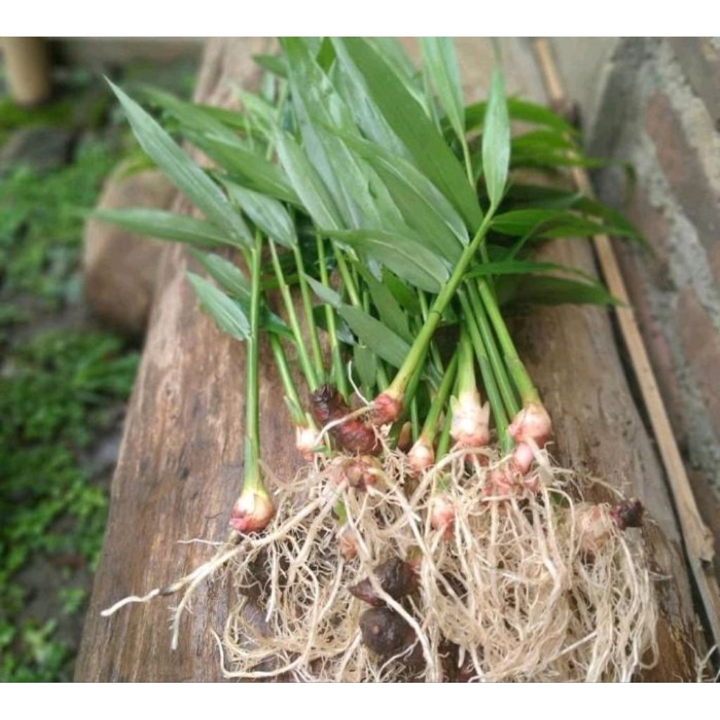 Sedia Bibit Jahe Merah Super siap tanam