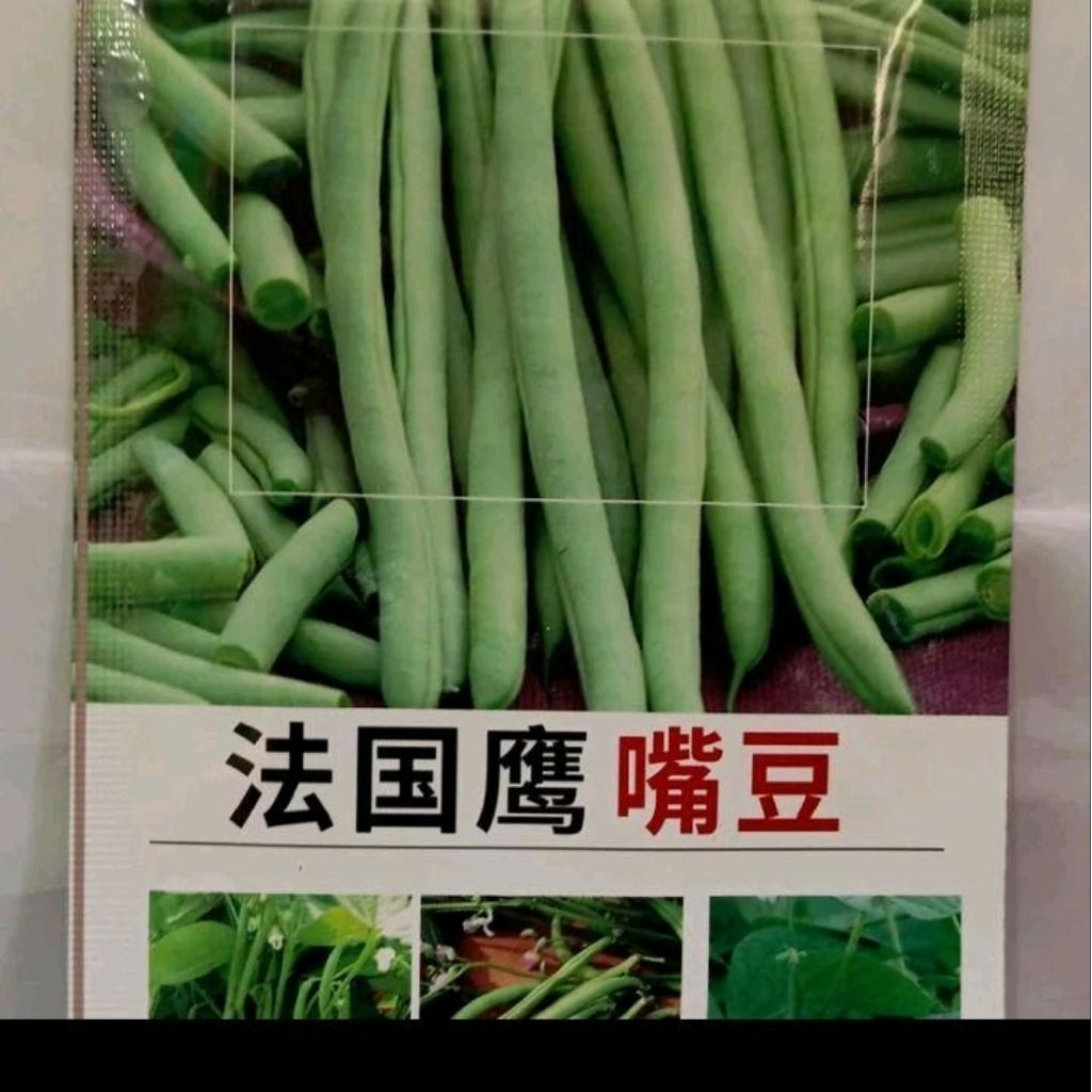 Biji benih buncis tegak/buncis baby kemasan premium