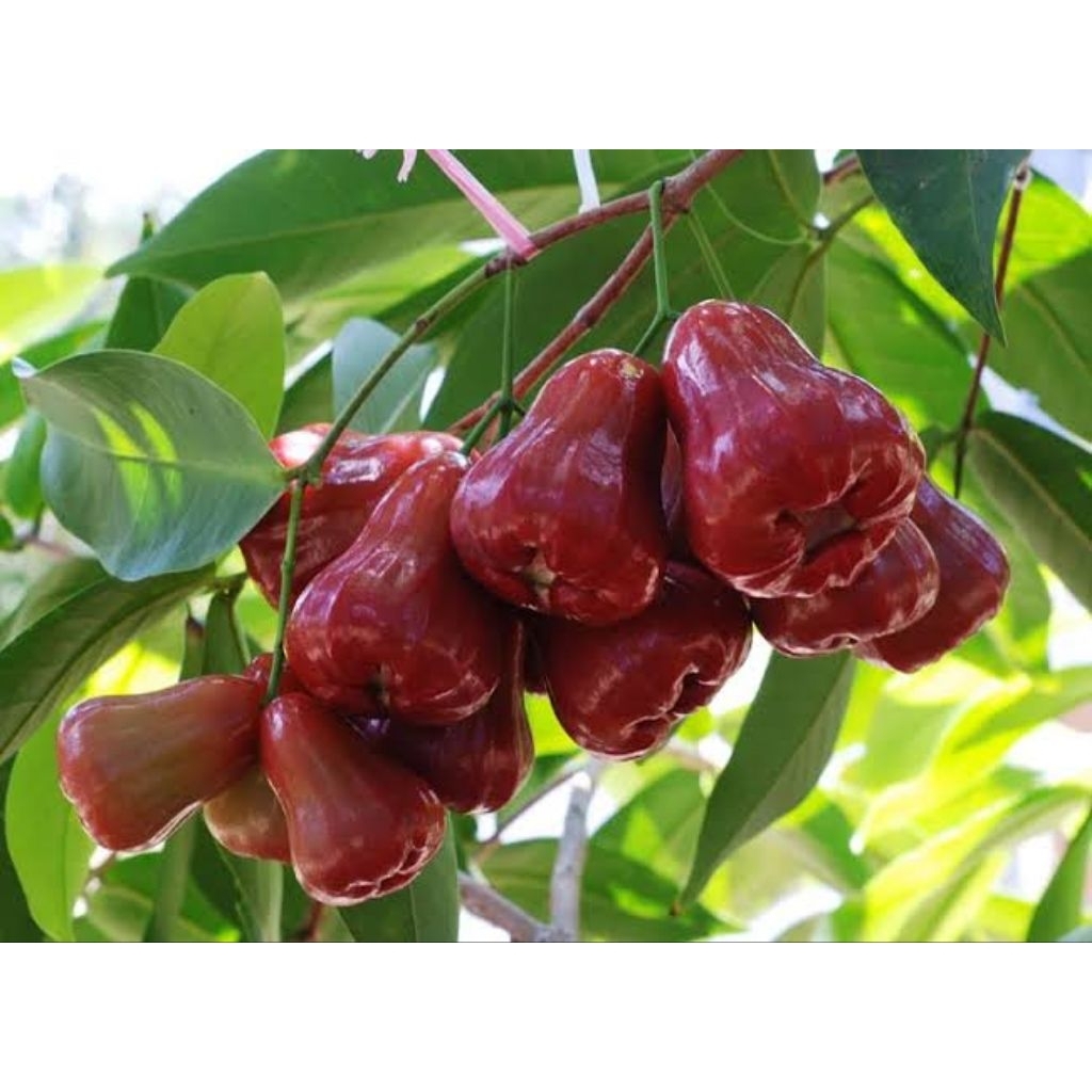 bibit jambu air KIOJOK, CITRA, GREEN GIANT, DALHARI,MADU DELI, JAMAIKA/DARSONO, cepat buah, bibit su