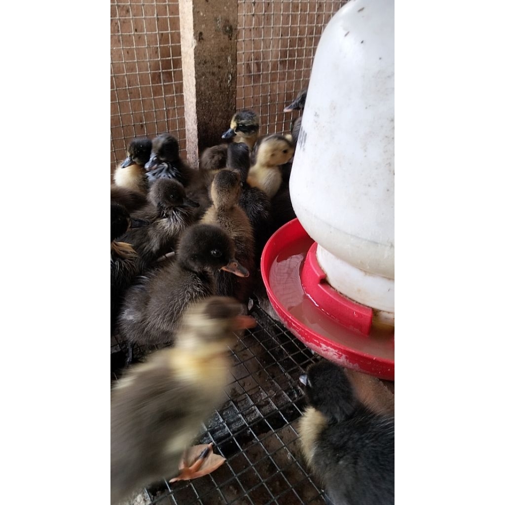 Bebek Hibrida - Anak Bebek Hibrida - DOD Hibrida