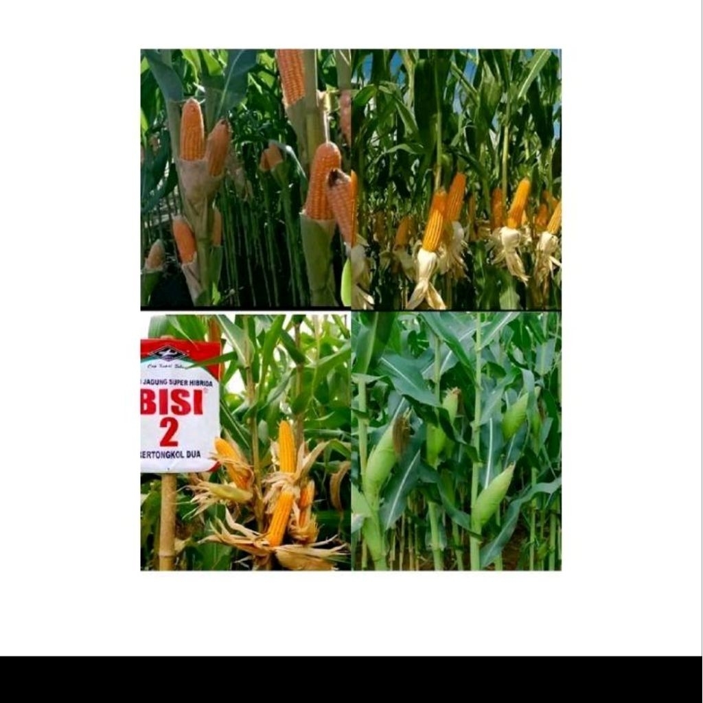 Biji benih jagung 2 tongkol
