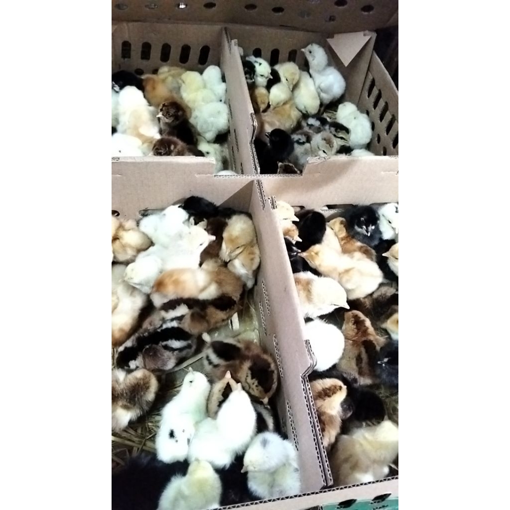 Ayam Kampung KUB - Ayam KUB - DOC Ayam KUB - Ayam Kampung KUB Kecil