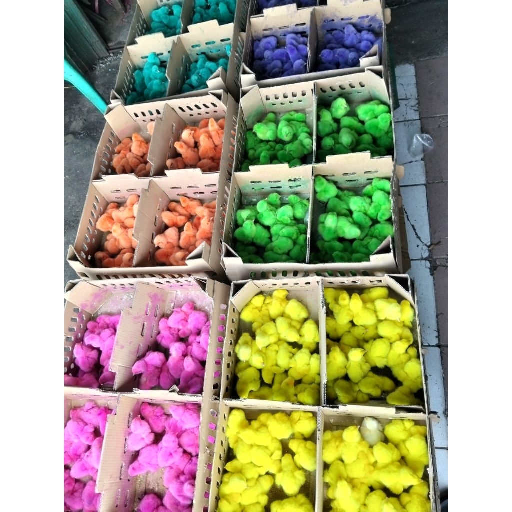 [Promo] Beli 5 Free 1 | Ayam Warna Warni Hidup - Doc ayam warna - Ayam Pelangi