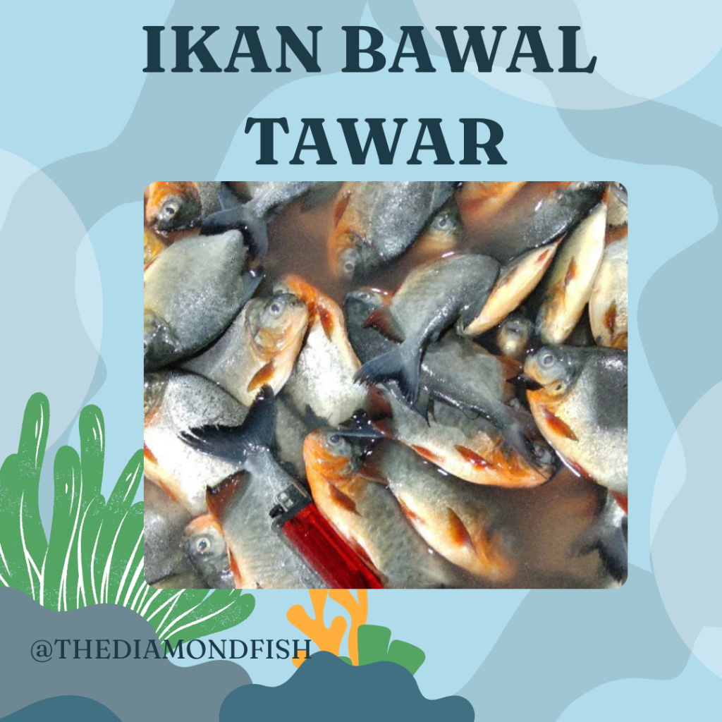 Ikan Bawal 1 Kg Ikan Bawal Segar Ikan Bawal Air Tawar