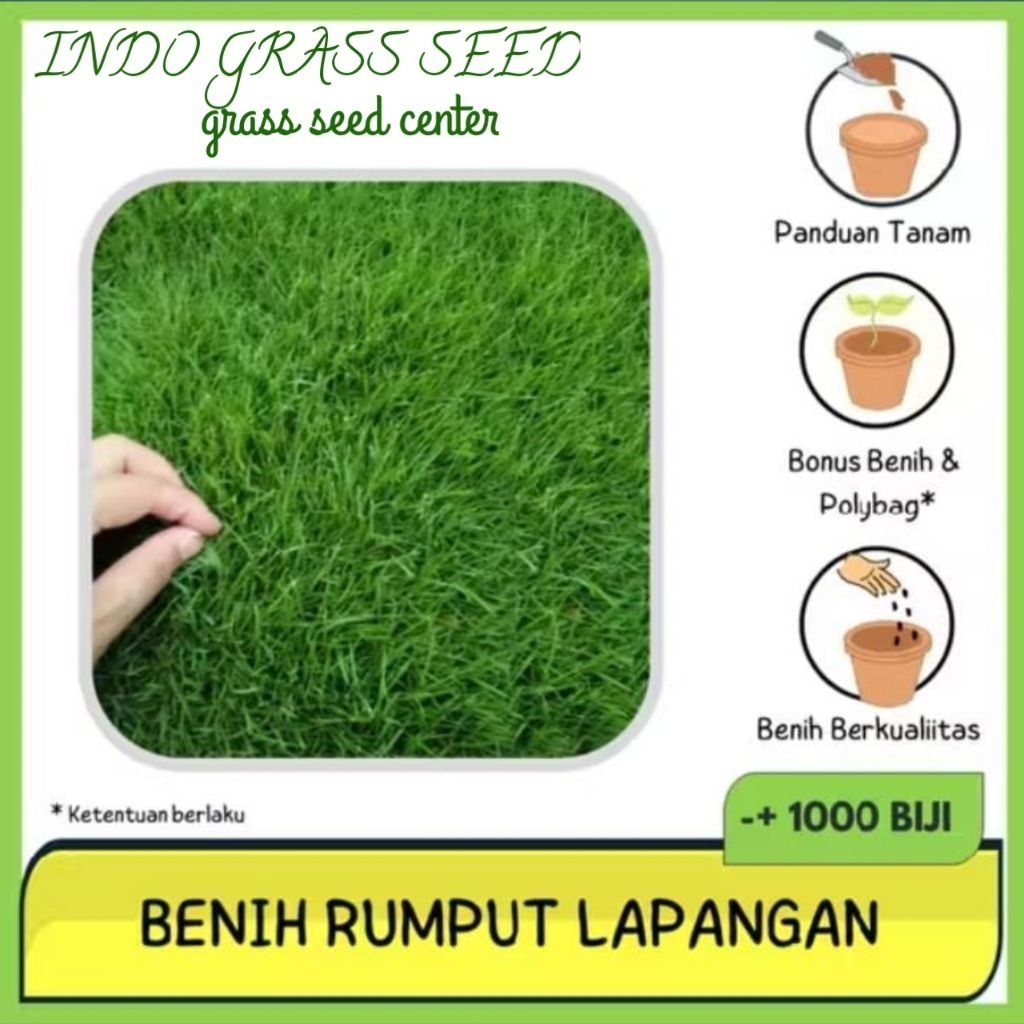 Bermuda grass benih Rumput lapangan 1kg bibit rumput jepang Bermuda super premium grass