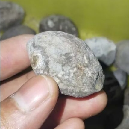 Muncang Adu Panjangan Jenis anak 4G