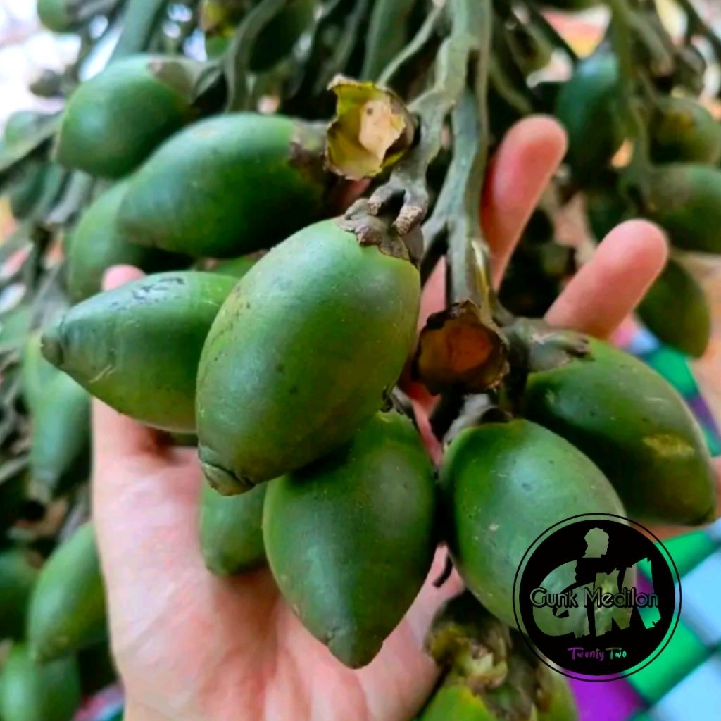Buah Pinang Muda Segar / Buah Pinang Tua Segar / Iris Belah Kering / Akar Pinang Muda