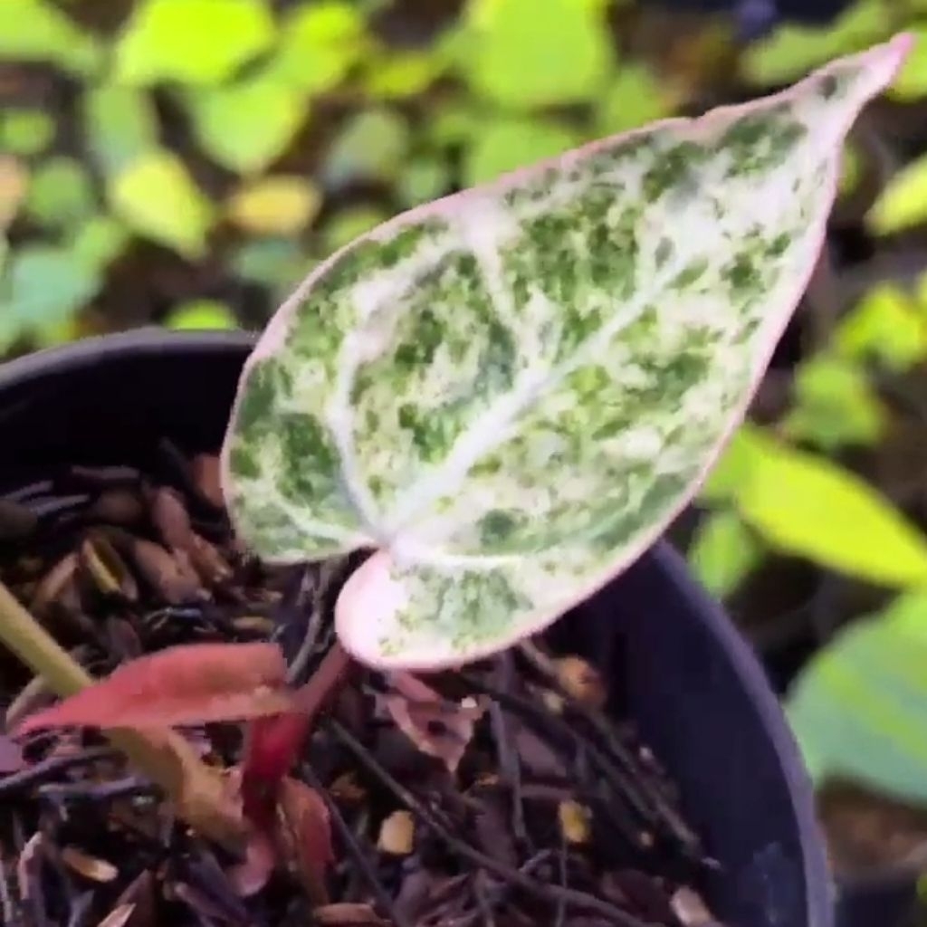 Anthurium Crystallinum 'Platinum' Variegata / Kuping Gajah Ice Queen Foto 100% Sesuai Dengan Tanaman