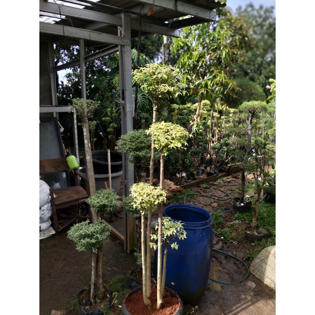 bonsai Taman anting Putri tingginya 175 cm bonsai anting Putri cabang 4