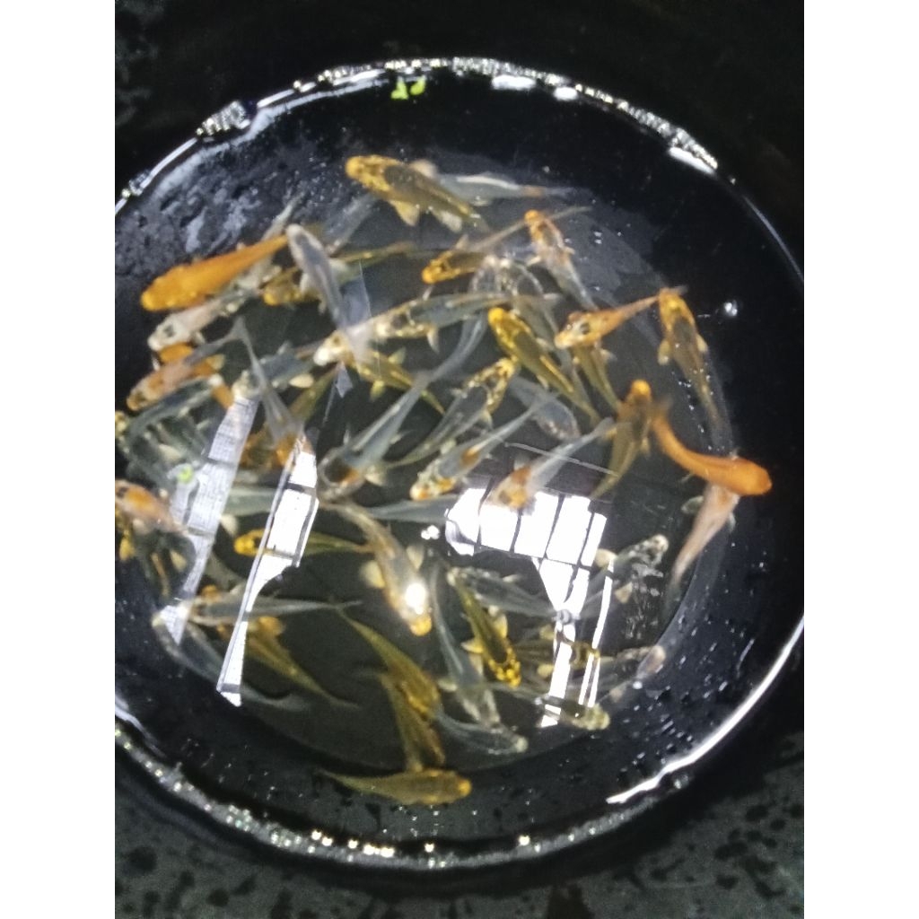 koi 5-7 cm Kabuto isi 10