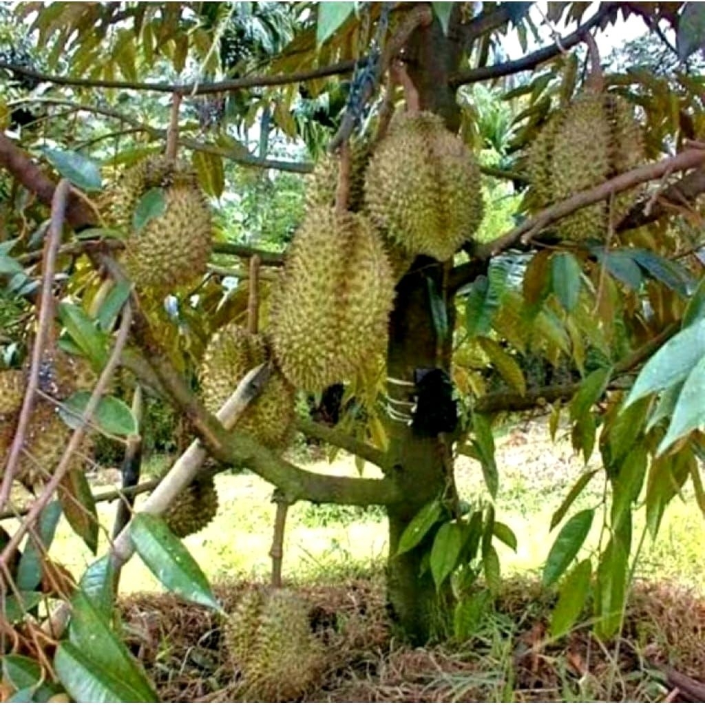 durian bawor,musang king, duri hitam, super tembaga kaki tunggal batang jumbo tinggi 1,5-2meter bibi