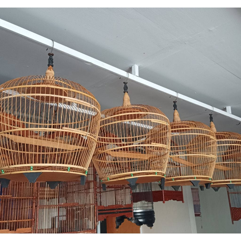 Sangkar Derkuku tekukur puter