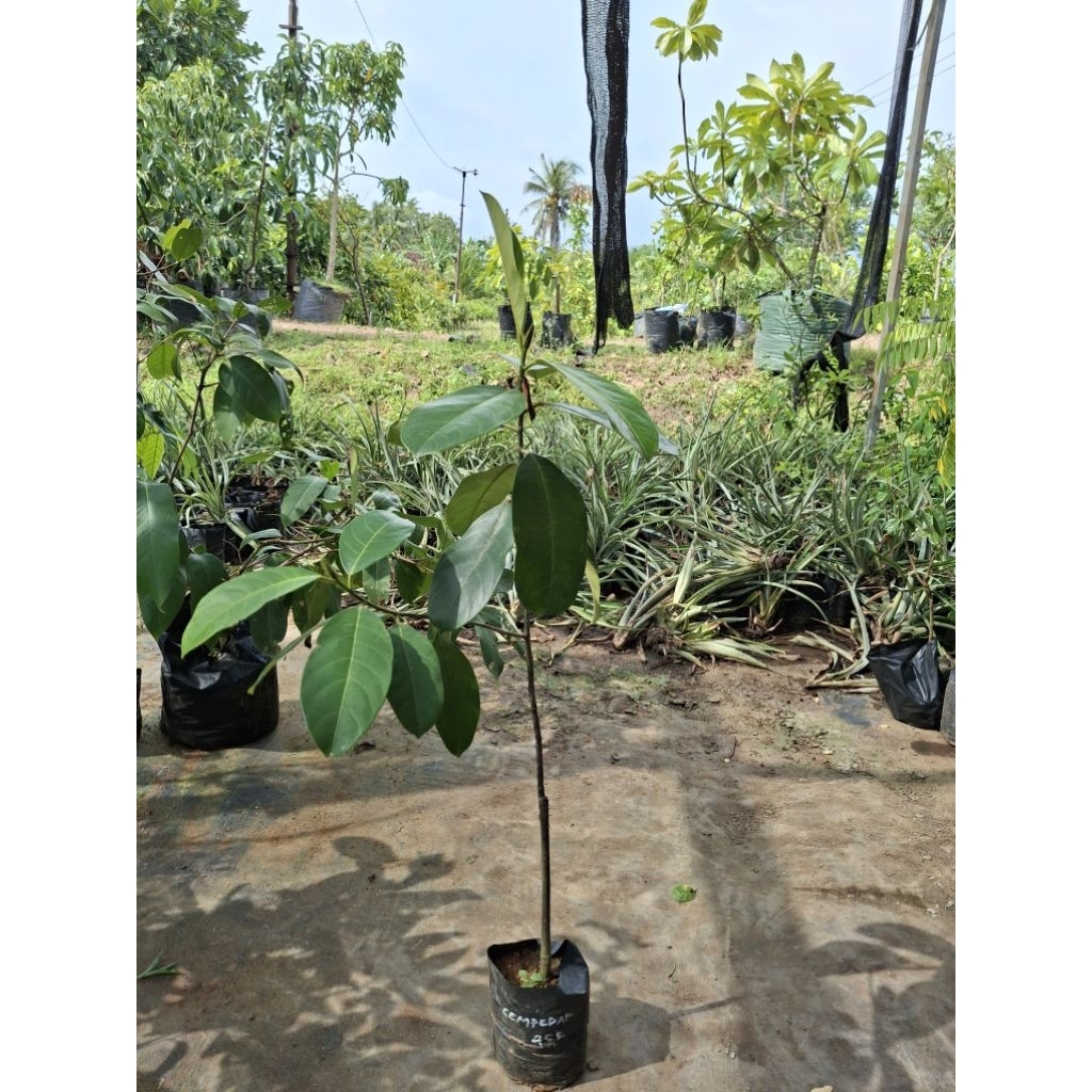 BIBIT CEMPEDAK