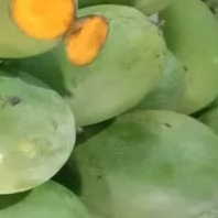 mangga gadung biasa 1kg