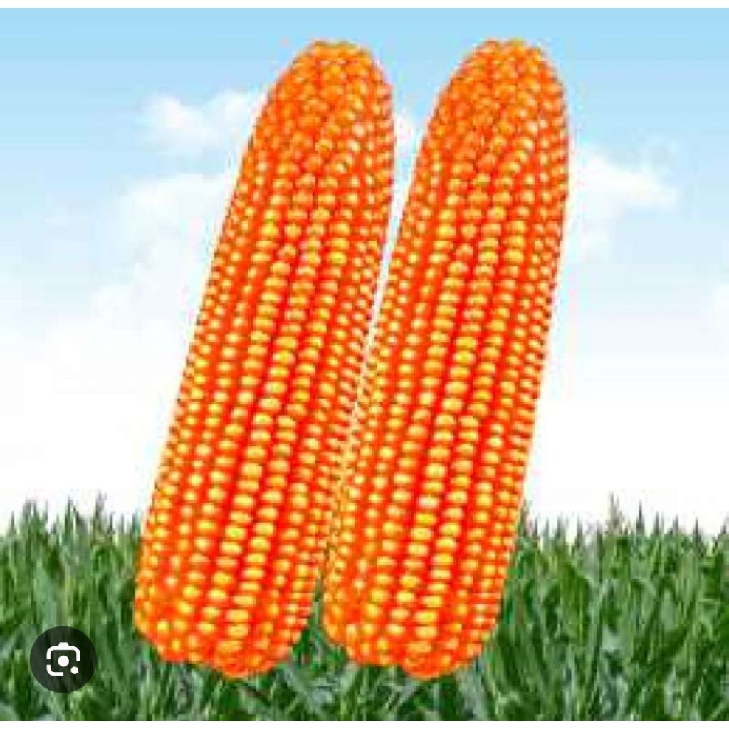 bibit jagung hibrida